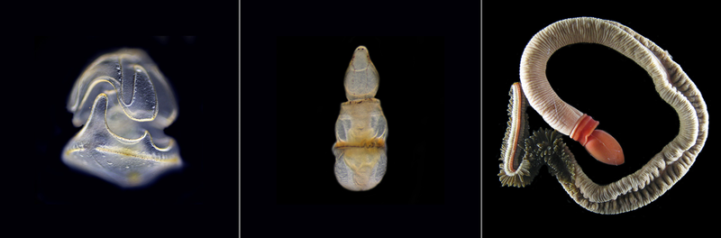 From left to right, Schizocardium californicum as a larva, juvenile, and adult. (Image: Paul Gonzalez and Chris Patton, Hopkins Marine Station)